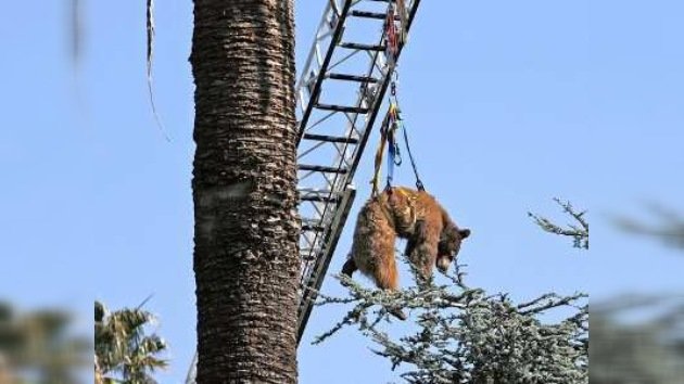 Rescatan a oso negro de un árbol