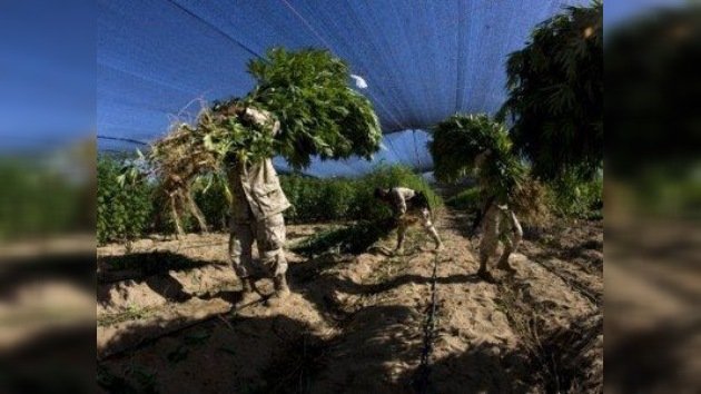 El Ejército ha quemado la plantación más grande de marihuana de la historia de México