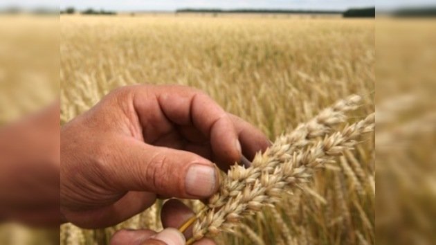 Este año no habrá cosecha récord de cereales en Rusia
