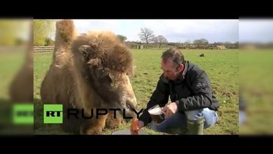 Jeffrey, el camello que toma cerveza