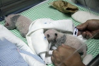 Dos pandas recién nacidos hacen su primera aparición pública en Madrid