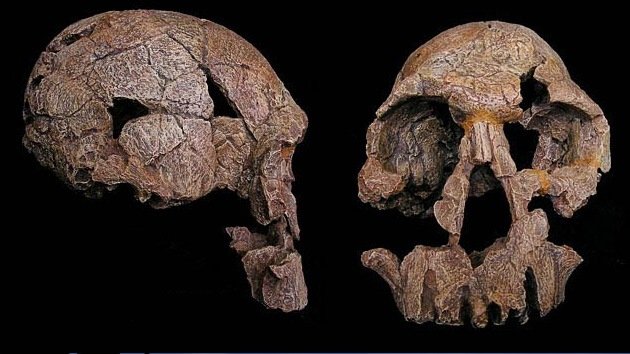 Descubren una nueva especie de homínidos que poblaban África hace 2 millones de años