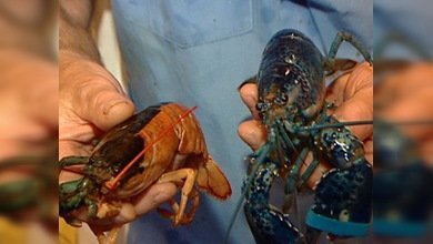 Dos langostas azules ponen la nota de color a la visita de Guillermo y Catalina a Canadá