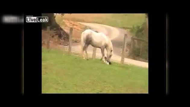 Un caballo coge a un conejo por las orejas