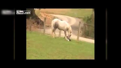 Un caballo coge a un conejo por las orejas