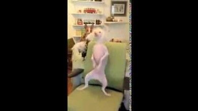 Nathan, un perro que ‘baila’ a dos patas para patrocinar la adopción de animales