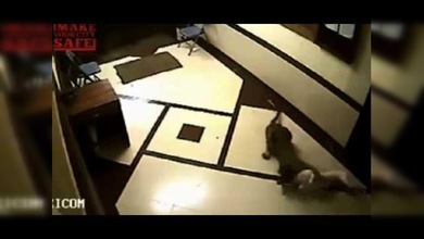 La ley de la selva: un leopardo sale a cazar en zona residencial