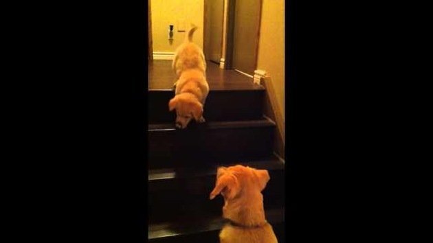 Perro instruye con ahínco a una cachorra a bajar la escalera
