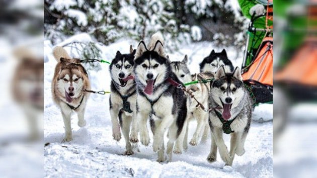 Trineos con perros, nueva actividad navideña en Moscú