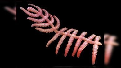 "Cactus caminante", el ancestro de los insectos modernos