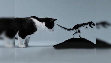 Los primeros dinosaurios eran del tamaño de un gato
