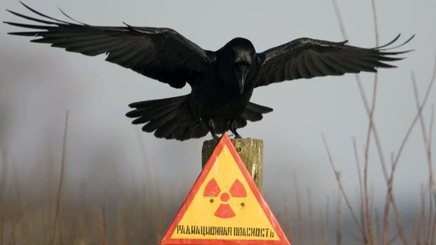 ¿Cómo la radiación benefició a los pájaros de Chernóbil?
