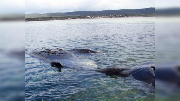 Una ballena fue sometida a eutanasia en Australia