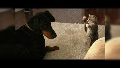 Un gatito que se atreve con un Doberman