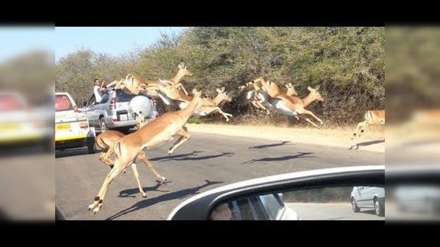 Un impala se esconde de unos guepardos dentro de un coche