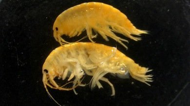 La invasión de los 'camarones demonio' amenaza la biodiversidad del Reino Unido