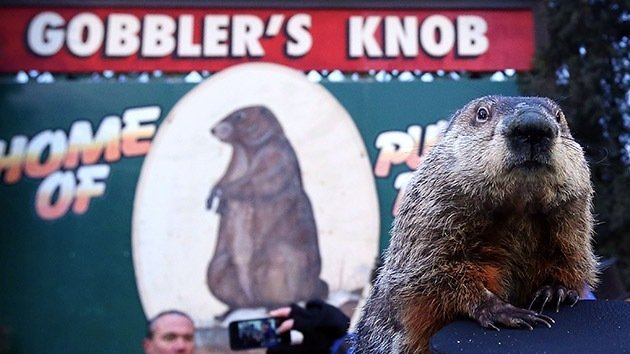 Solicitan la pena de muerte para la famosa 'marmota meteoróloga' Phil
