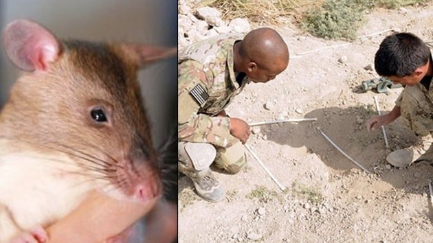 EE.UU. 'recluta' ratas zapadoras