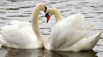 Amor eterno a lo bestia: Algunos animales son monógamos y buscan estabilidad