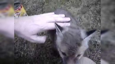 A este zorrito se le atasca la cabeza en una lata