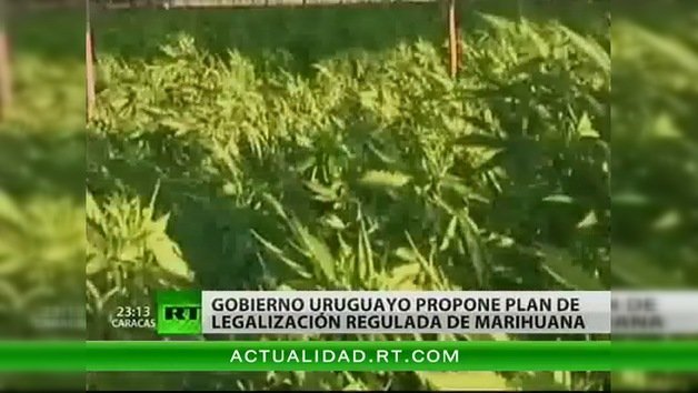 Gobierno uruguayo propone plan de legalización  regulada de marihuana