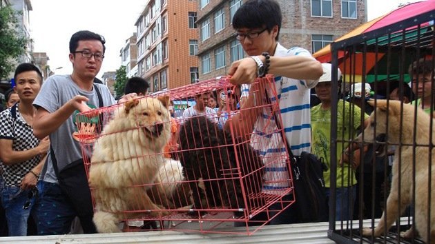 Impactante video sobre el polémico consumo de carne de perro en China