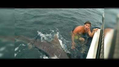 Escapa por los pelos de las fauces de un tiburón tigre
