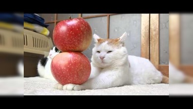 Gatos, mucho más que mascotas