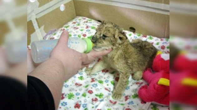 Un milagro en el zoo de Novosibirsk: el nacimiento de leones