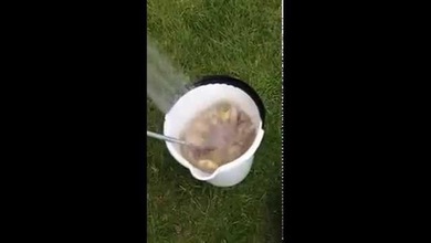 Cómo pelar un saco de papas con una escobilla de inodoro