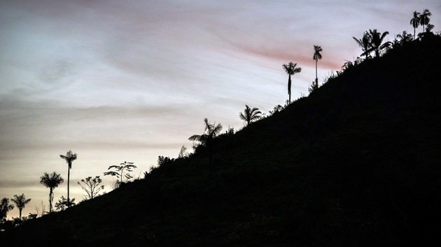 Informe rejuvenecedor: la selva amazónica puede tener menos años de lo estimado