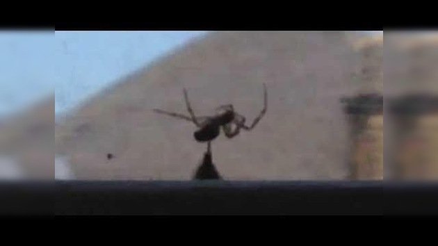 ‘Mortal Kombat’: Abejorro ataca a una araña para defender a otro abejorro atrapado en una telaraña