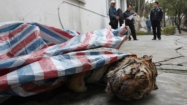 Video: La agonía de los tigres sirve de entretenimiento para ricos en China