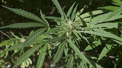 Argentina busca despenalizar el consumo de drogas
