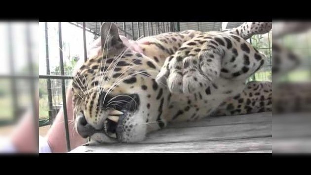 La caricia más peligrosa contra el leopardo más tierno