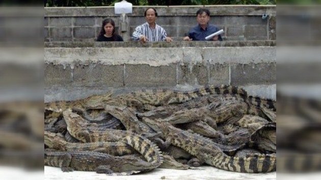 Los socorristas tailandeses rescatan a todo bicho viviente (cocodrilos incluidos)