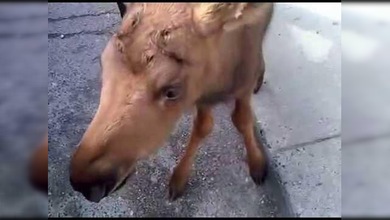 Un hombre salva a una cría de alce recién nacida
