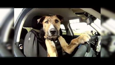 Los primeros animales en conducir un vehículo real