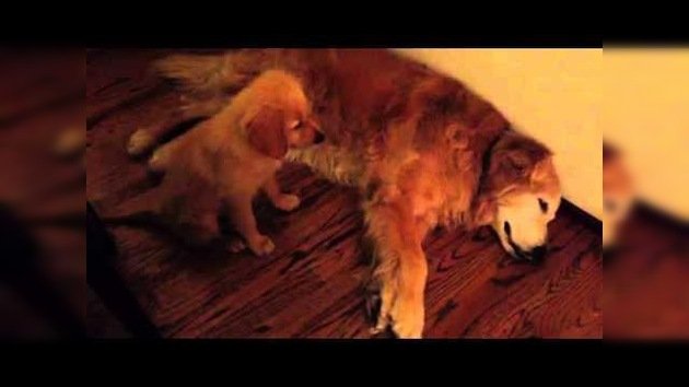 Un cachorro consuela a su nuevo amigo que tiene una pesadilla