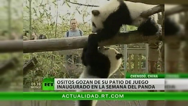 Semana Internacional de Conciencia del Panda