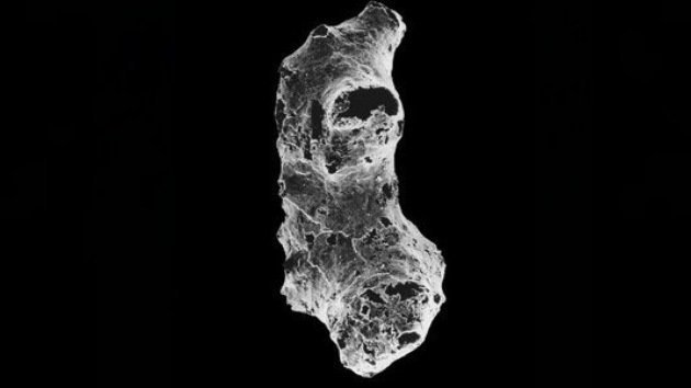 Esponjas marinas, primeros seres vivos de la Tierra