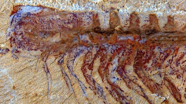 Hallan el cerebro completo más antiguo del mundo en el fósil de un extinto animal marino