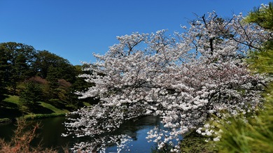 16 cosas que quizás no sabía sobre Japón