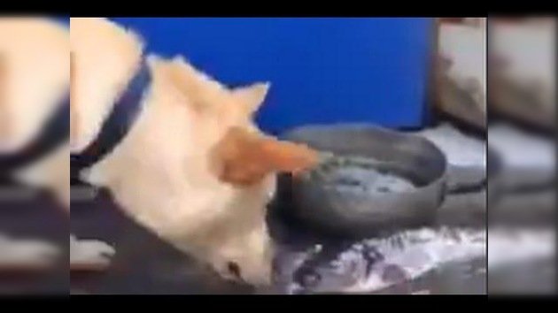 Un perro ‘se moja’ para salvar a unos peces salpicándolos con agua
