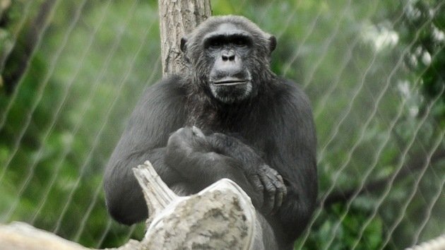 Evolución legal: Los chimpancés pueden ser reconocidos como "personas" con derechos