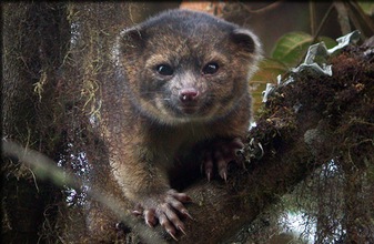 Las 10 especies más asombrosas descubiertas en el 2013