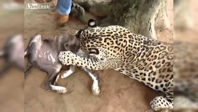 La peculiar ‘amistad’ entre un Jaguar y un perro