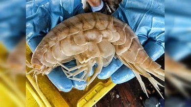 Un camarón supergigante, habitante de las profundidades oceánicas