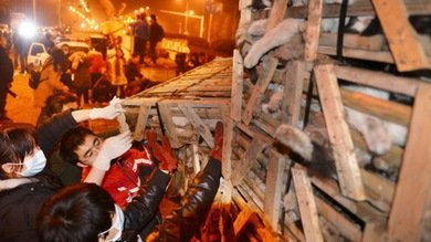 Fotos: En China salvan a un millar de gatos de convertirse en 'manjares'