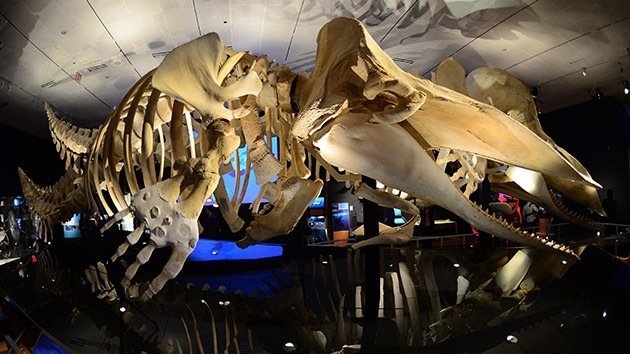 Video: La ballena pasa de cuatro patas a cero en 40 millones de años